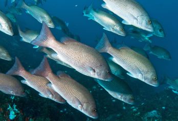 武汉动物园+黄鹤楼+东湖海洋世界一日游【专车接送·包门票】【[优享行程]一单一团，全程舒适商务专车，景点游览时间长短自己说的算，行程设计宽松，彰显度假休闲理念】