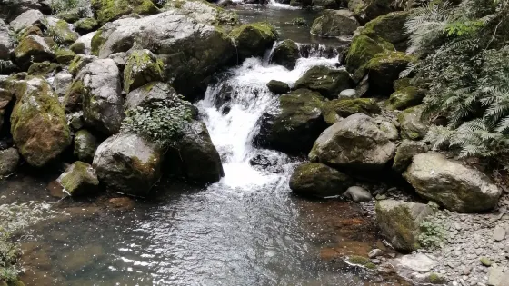 羅溪國家森林公園