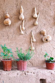 吐峪沟麻扎村-鄯善-莎菽菽