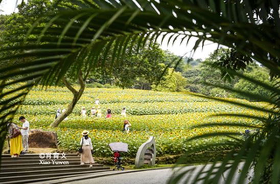南宁唯一的5A景区,票价只要20元,比广州华南植物园还好玩