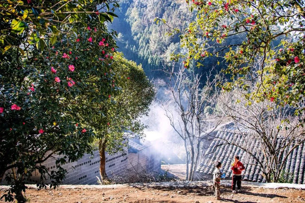 腾冲周边游丨马站和睦茶花村