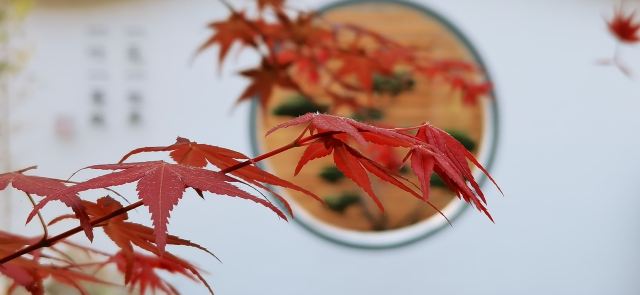 南京玫瑰园旅行图片 3
