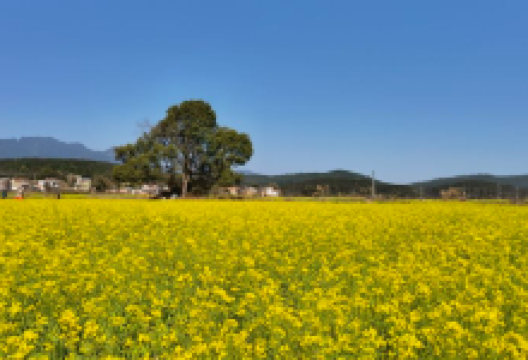 水口村油菜花基地景点图片