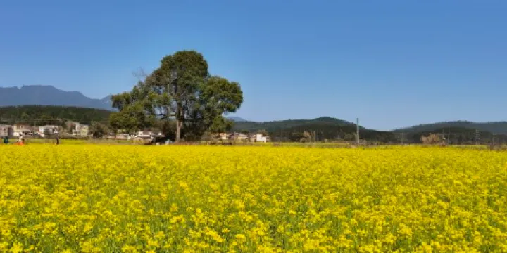 水口村油菜花基地