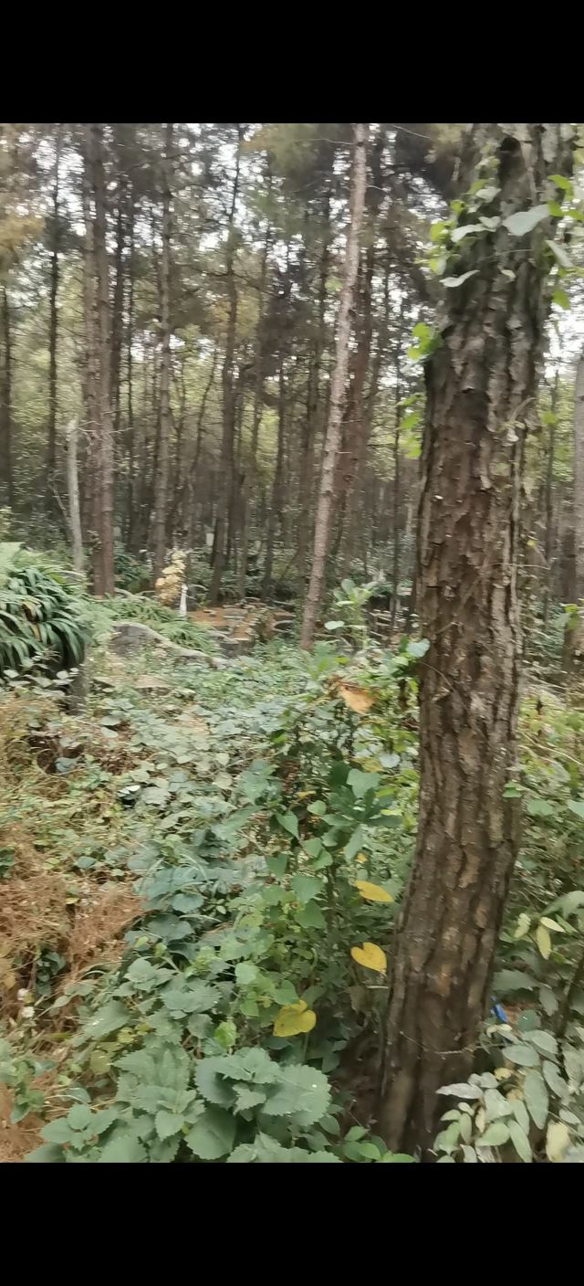云贵山山头公园旅行图片 2
