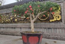 中华石榴博览园景点图片