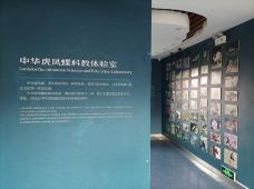 中华虎凤蝶自然博物馆-南京