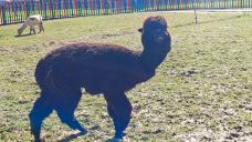 星河欢乐田园-永靖