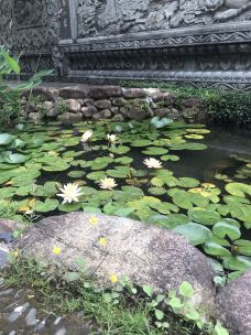 禅源寺-杭州-可爱猫咪妈