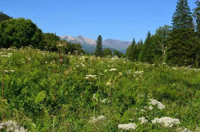 West Slope of Changbai Mountain Scenic Area