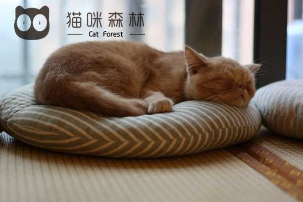 分享出差常去的地方猫咪森林猫咖