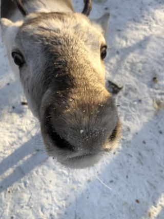漠河 携程的旅程