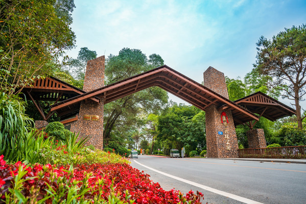 旅游的记忆|森林之行——广西高峰森林公园