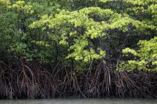 红树林生态保护区-兰卡威