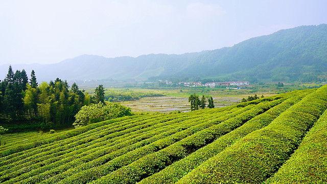 浮梁茶香越千年,水墨瑶里入梦来,探访景德镇的瓷之都 茶之源