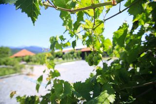 西格纳吉：慢节奏生活的爱情小镇，每天300对夫妻注册结婚