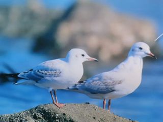 周末不知去哪玩?投喂红嘴鸥、逛现实版“花果山”,假期太香!