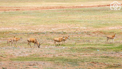 青海游记图片] 生命禁区可可西里，我国最大最高的保护区，神秘美丽又充满危险