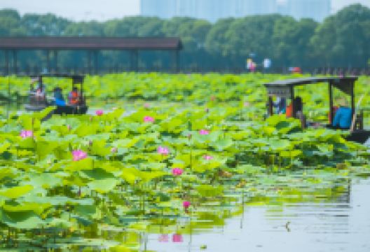 荷塘月色湿地公园景点图片