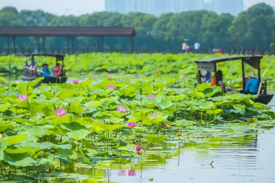 荷塘月色湿地公园