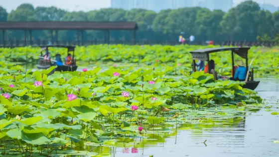 荷塘月色濕地公園