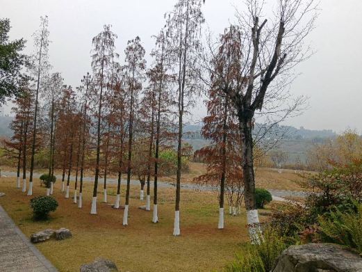 清溪湿地公园
