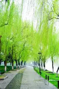 3-Day Yining Tour: Historical and Cultural Exploration, from Huiyuan Ancient City to Kazakh Museum