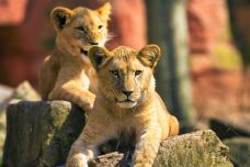 汉诺威动物园-汉诺威