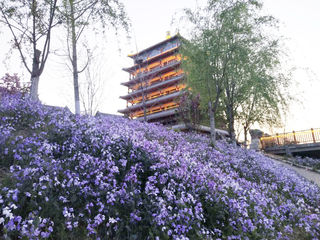 到易县燕都古城看不知名的小野花