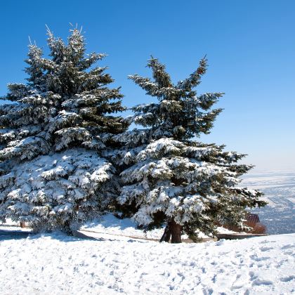 成都+西岭雪山+三星堆博物馆+成都大熊猫繁育研究基地4日3晚私家团