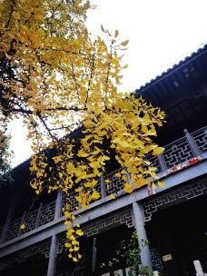 毗卢寺-南京-魔女锦鲤