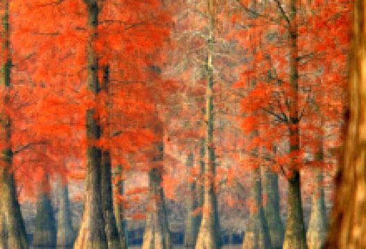 池杉湖国家湿地公园景点图片