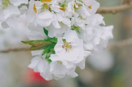 美了美了!人间四月,在阿坝州邂逅一场最美花事!