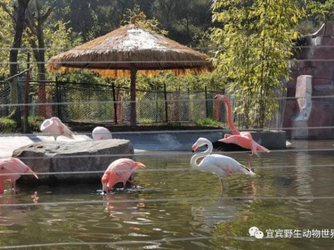宜宾野生动物世界