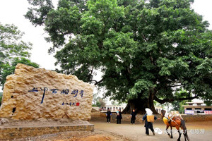 关岭游记图文-乡游黔中·关岭县 中心村 │古榕树下，遇见悠悠岁月留驻