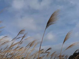 随心旅行  大美饶平 