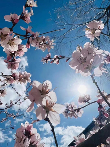 包头旅游攻略 | 世外桃源包头大雁滩!