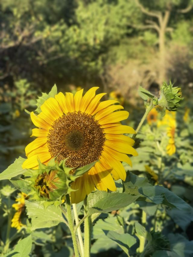 南岭植物园旅行图片 1