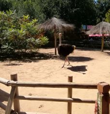 动物园-非洲鸵鸟-天津-红妆人Nefelibata