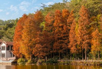 大梅沙海滨公园+中英街+仙湖植物园+东门步行街+深圳一日游【粤升级：可市区上门接+可预约旅拍+自愿选择当地美食小吃+可VIP私人订制小包团；】
