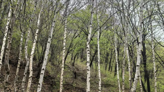 西豐縣冰砬山林場