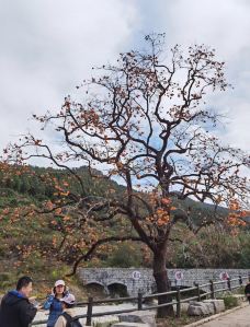 官护山景区-临朐-linglizi