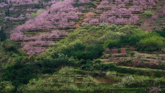 九峰鎮
