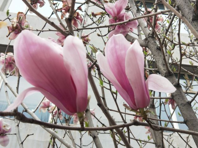 宣化人民公园旅行图片 4