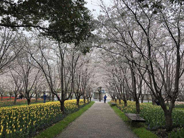 琴键春园旅行图片 1