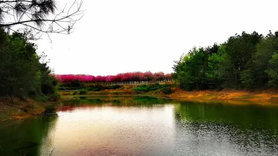 川北櫻博園