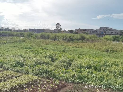 沙坡郊野湿地公园