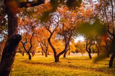 卡洛明斯科娅庄园-莫斯科