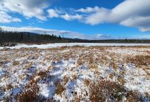 Moose Bog Trail lot景点图片