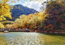 蒲石河森林公园-凤城-素心如雪lavender